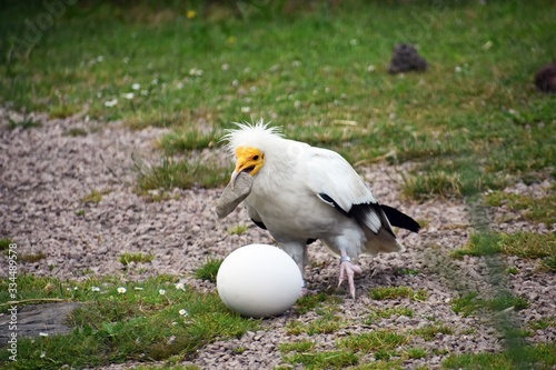 Egyptian Vulture, Neophron Percnopterus, also called the White scavenger vulture or Pharaoh`s chicken, breaking an egg with a stone to find food inside. photo