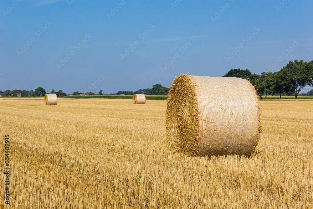 Fototapeta premium Heuballen im August