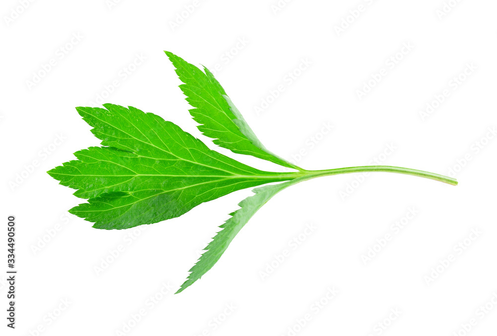 Fresh White mugwort plant (Artemisia lactiflora) on white background . Fresh White mugwort plant (Artemisia lactiflora) on white background .