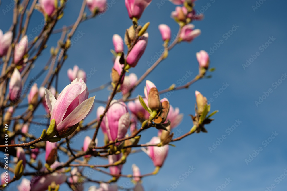 Baum Magnolia mit Blüten
