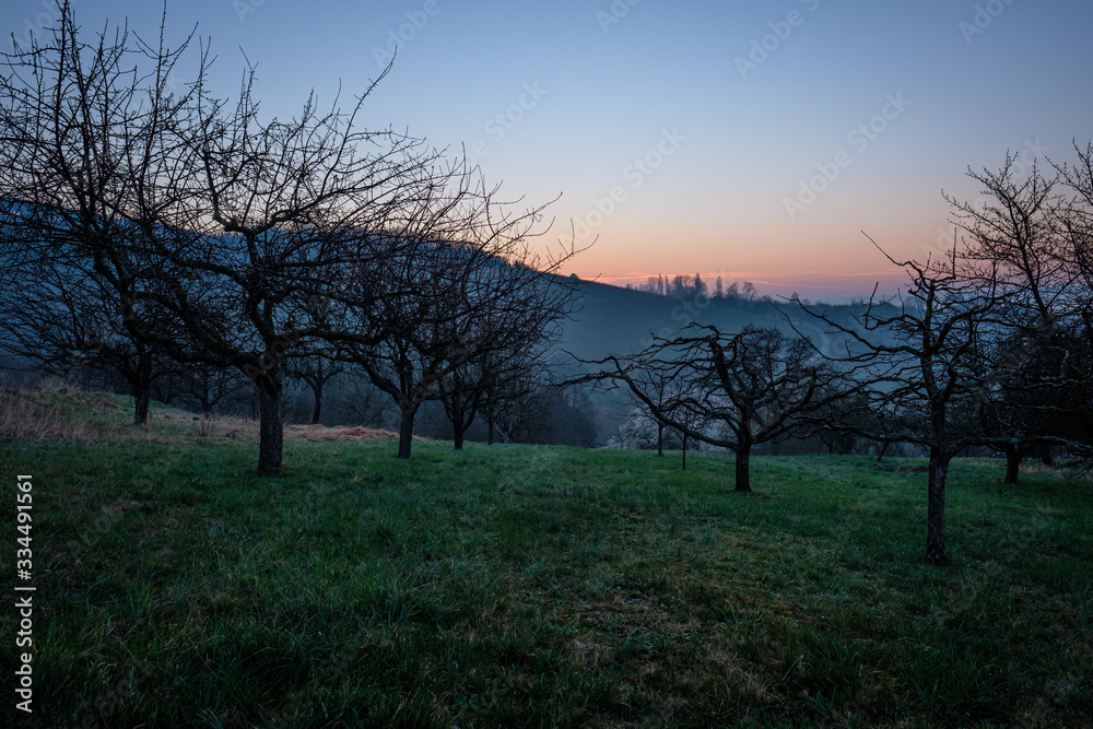 Obstbäume auf Wiese in Dämmerung mit lila HImmel Obstbäume auf Wiese in Dämmerung mit lila HImmel
