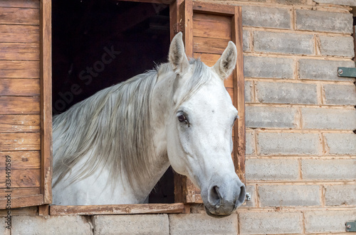 Beautiful Arabian horse looking out of stall window at brick stable © Madele