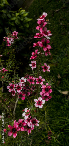 Petite Fleure Rose - Portrait 