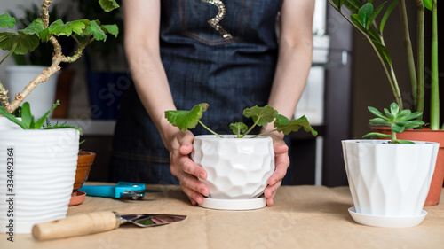 Houseplant growing. Woman's hands transplanting plant a into a new pot. Transplanting house plant zamiokulkas