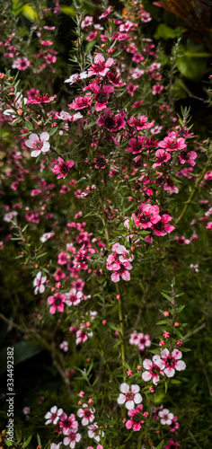 Petite Fleure Rose - Portrait 