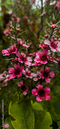 Petite Fleure Rose - Portrait 