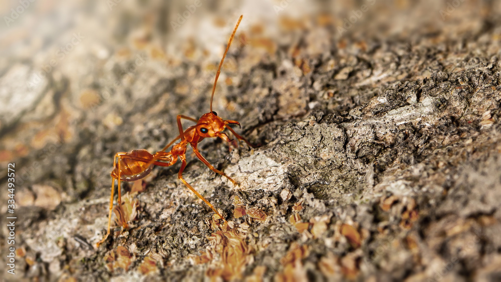 Fire ant on branch in nature green background, Life cycle Fire ant on branch in nature green background, Life cycle