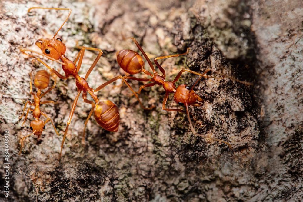 Fire ant on branch in nature green background, Life cycle