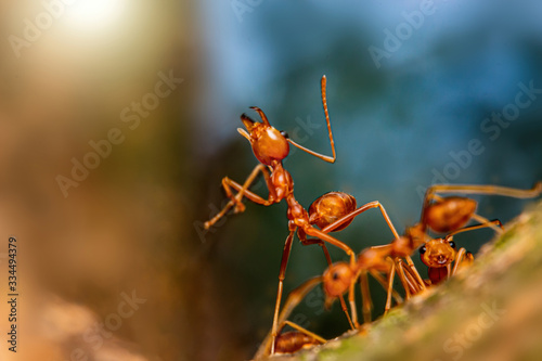 Fire ant on branch in nature green background, Life cycle © PHUENPHASHOP