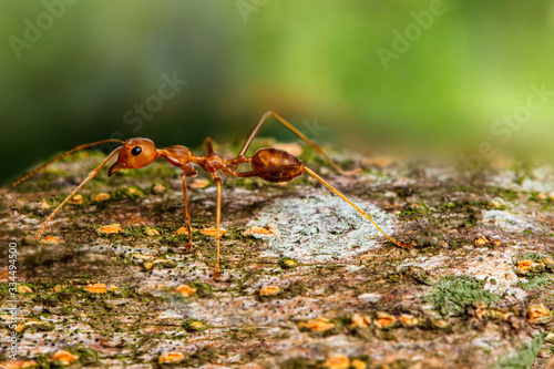 Fire ant on branch in nature green background, Life cycle © PHUENPHASHOP