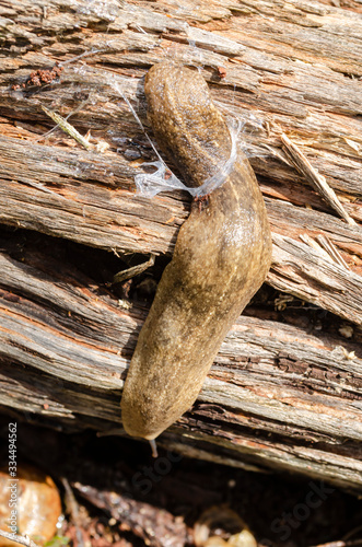 Land Slug Cleaning photo