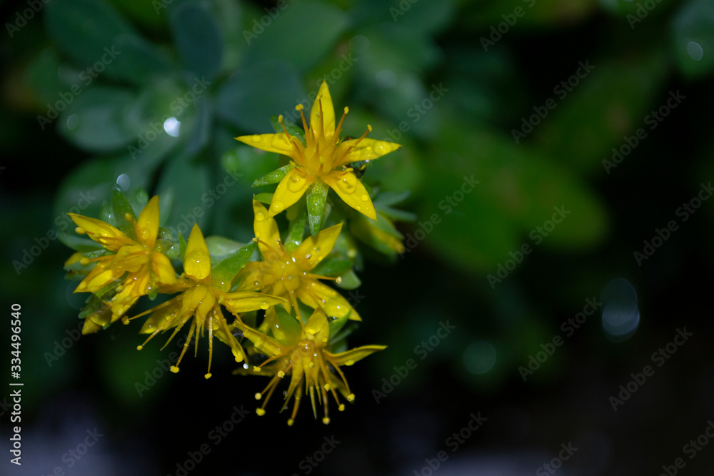 Yellow flowers Yellow flowers