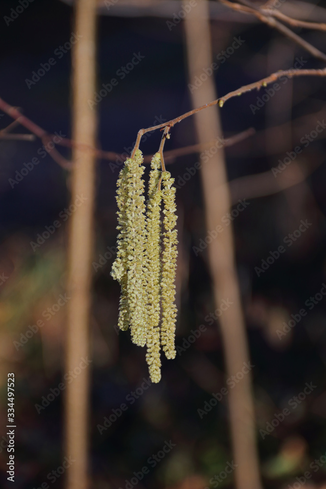 Naklejka premium Hasel-Blüten