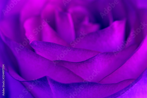 Purple Rose Petals Background