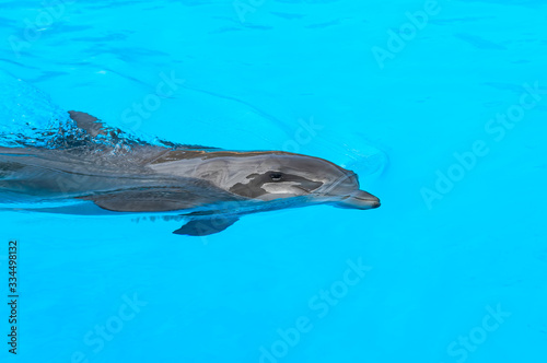 Dolphin swim in the blue water. Closeup of dolphin head. Intelligent mammal in the pool. Bottlenose dolphin © garrykillian