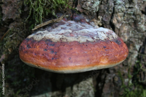 mushroom on tree