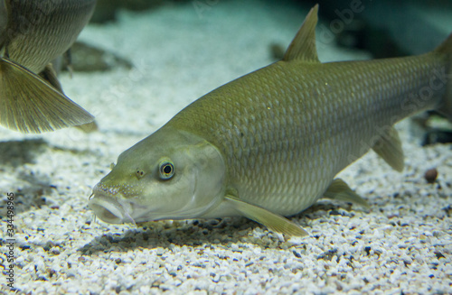 Male Common barbel, species of freshwater fish abundant in Guadiana River, Spain photo