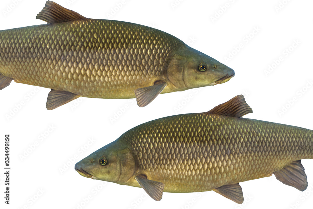 Common barbel, Barbus barbus, is a species of freshwater fish Common barbel, Barbus barbus, is a species of freshwater fish