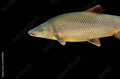 Common barbel, Barbus barbus, is a species of freshwater fish