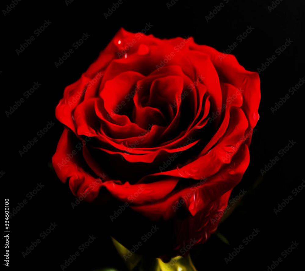 Red Rose Flower Design Red Rose Flower Design