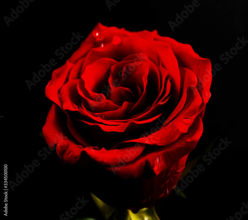 Fototapeta Naklejka Na Ścianę i Meble -  Red Rose Flower Design