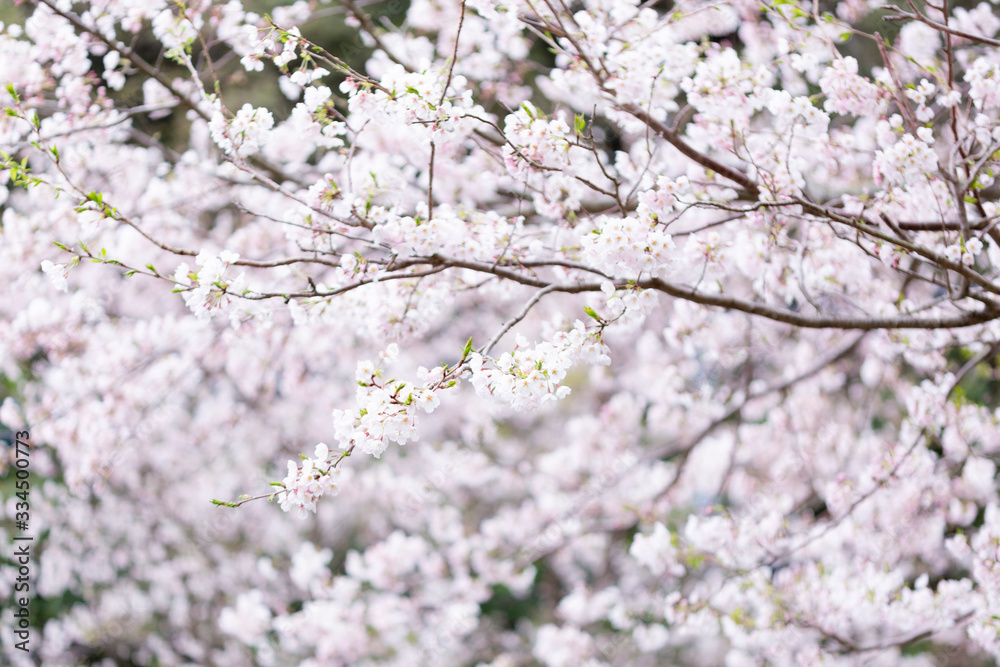 桜 桜