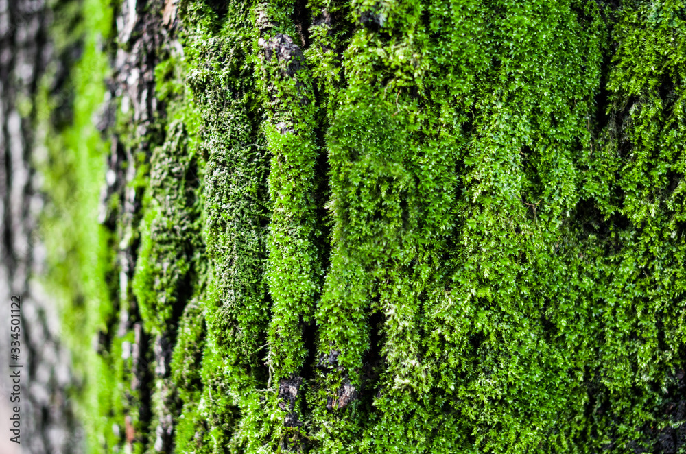 trunks and tree branches with moss trunks and tree branches with moss