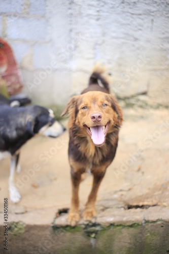 Cachorro 