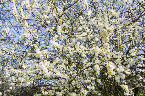 tree in spring with white flowers photo