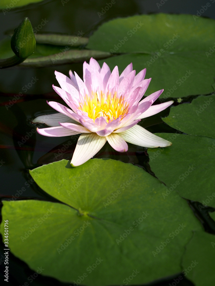 水辺で咲く熱帯睡蓮　ピンク　パールのピンク色の花