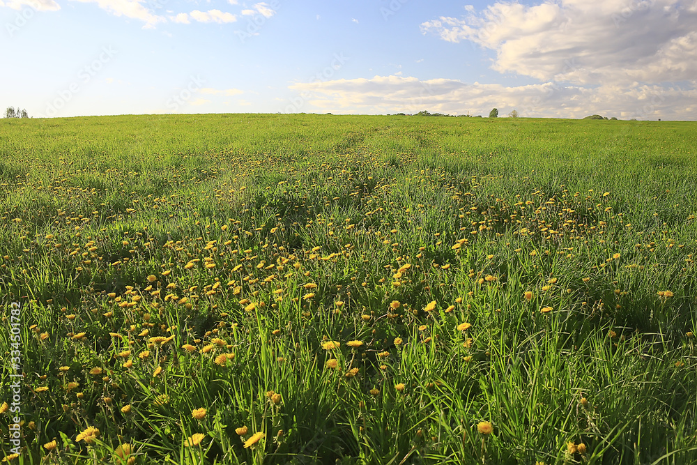 dandelions field city / abstract summer landscape field with yellow flowers in the suburbs