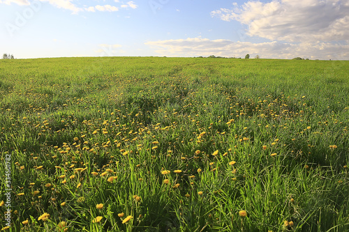 Fototapeta Naklejka Na Ścianę i Meble -  dandelions field city / abstract summer landscape field with yellow flowers in the suburbs