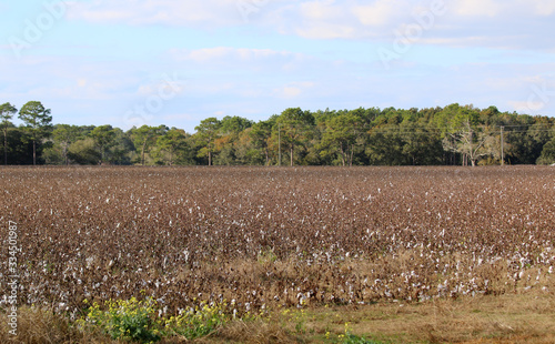 cotton field ready for harvest in alabama