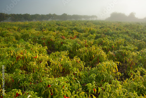 Bilde på lerret Cultivo de pimiento para la elaboración de pimentón en la comarca extremeña de La Vera