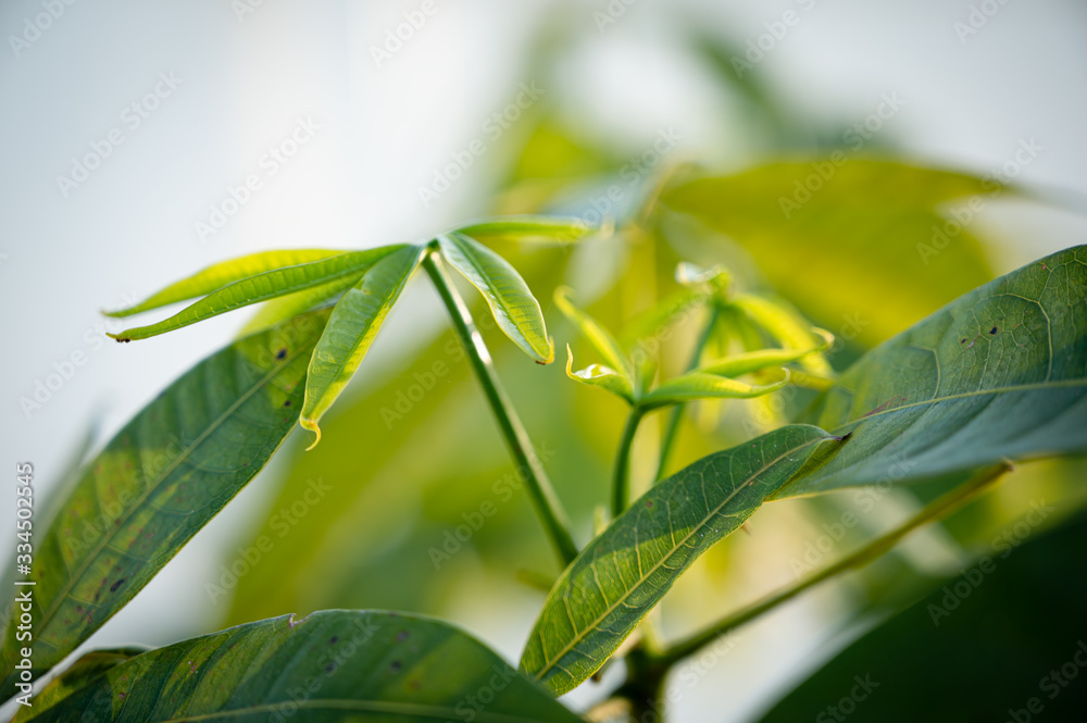 Obraz premium Evergreen Leaves of The 