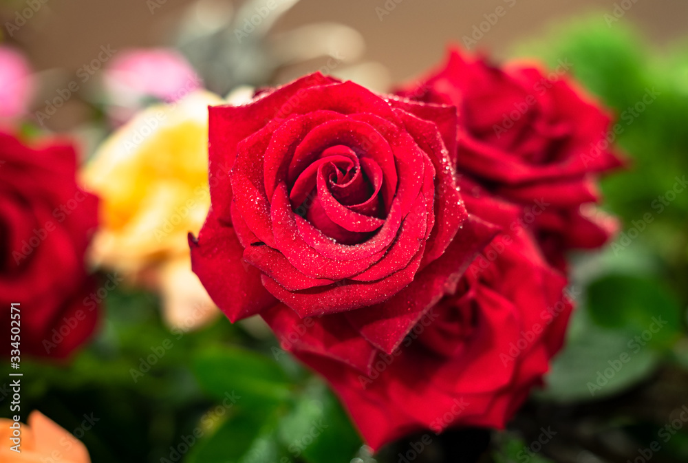 Bouquet of fresh roses, flower bright background.