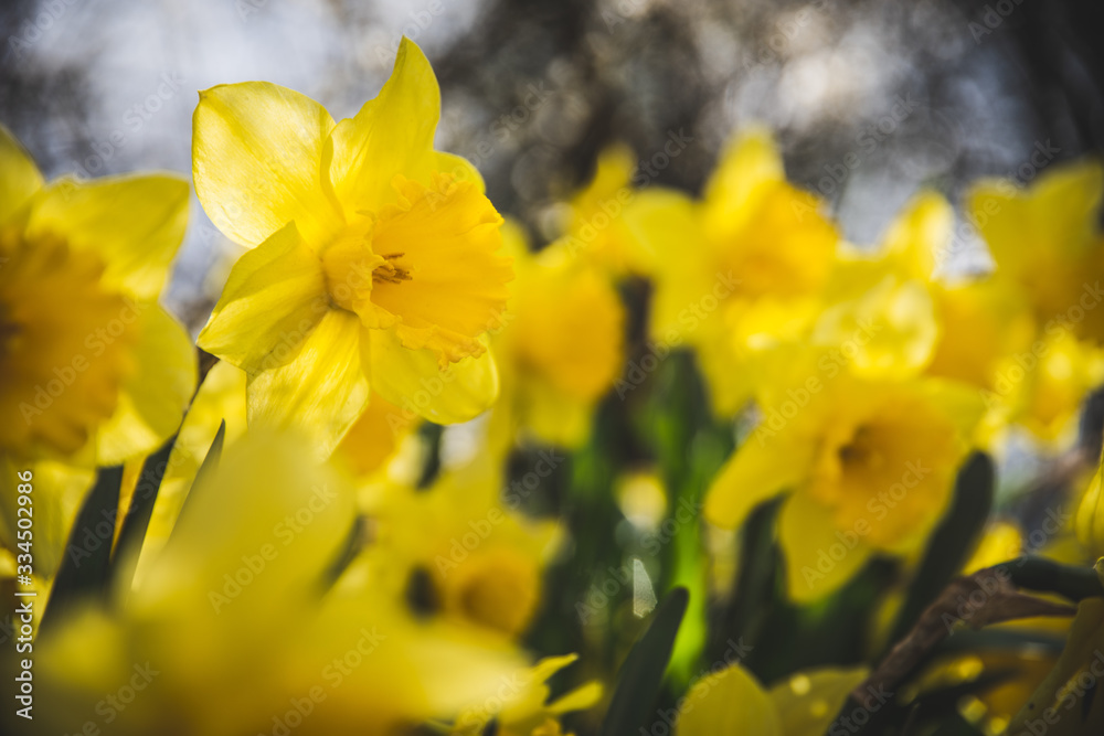 Daffodil in bloom spring Daffodil in bloom spring
