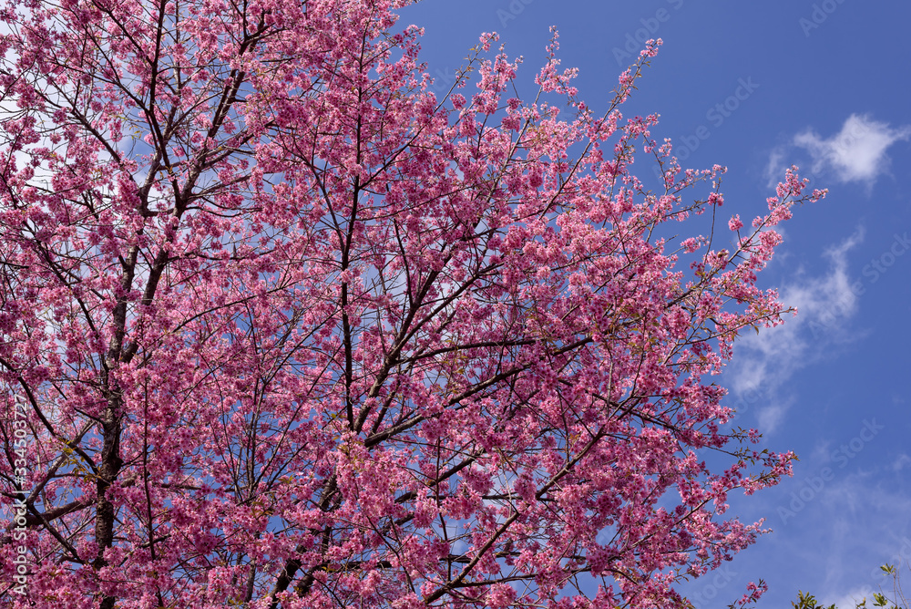 Wild Himalayan Cherry with blue sky at Chiang Mai province, Thailand