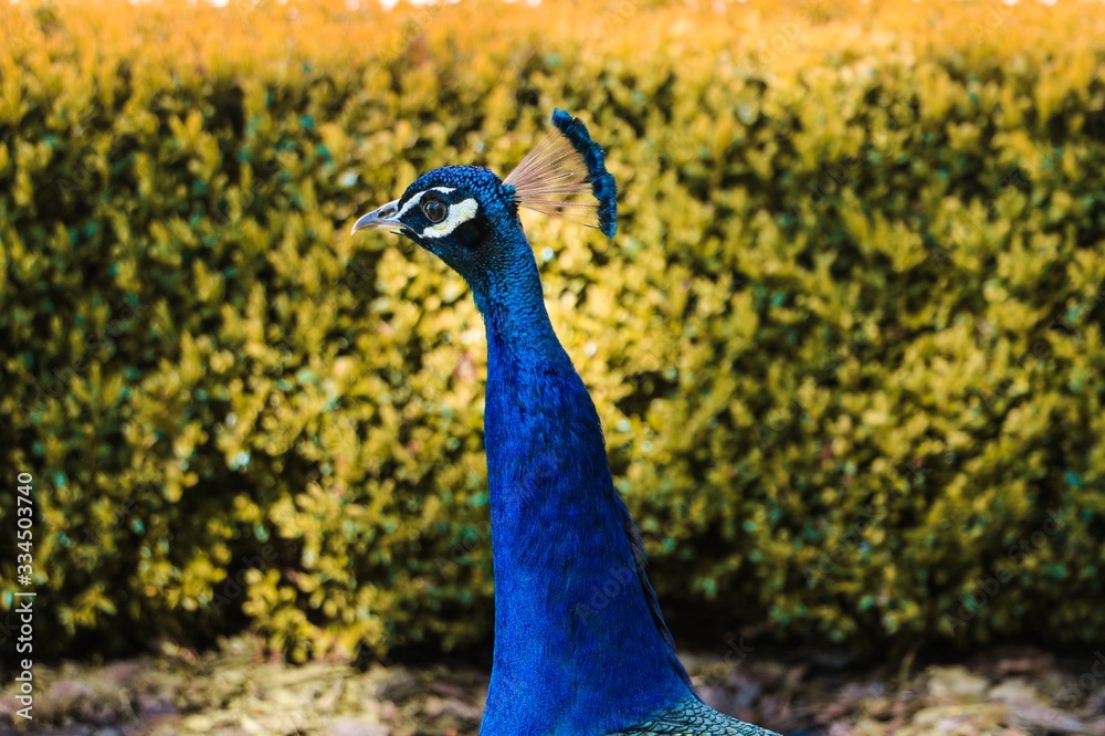 Fototapeta premium peacock in the park