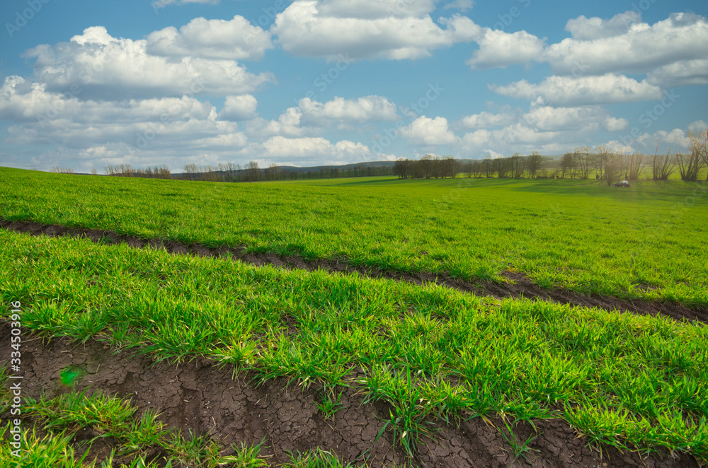 Getrreidefeld mit Traktorspuren im Frühling Getrreidefeld mit Traktorspuren im Frühling