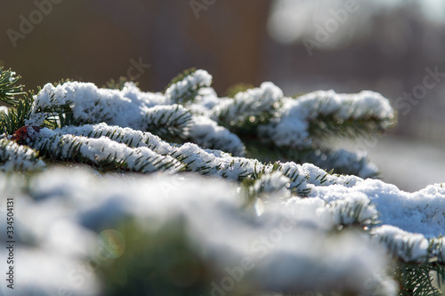 Fresh snow on green twigs. © Janis Smits