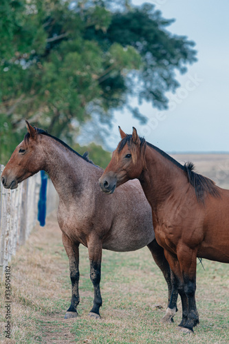 horses in the field