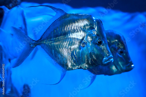 Photos Lookdown Selene vomer salt water marine fish