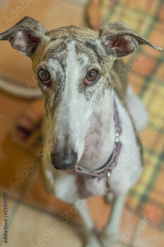 white and bardino spanish greyhound sitting looking attentively with brown eyes, the ground is brown and there is a checkered cushion. The necklace is lilac.