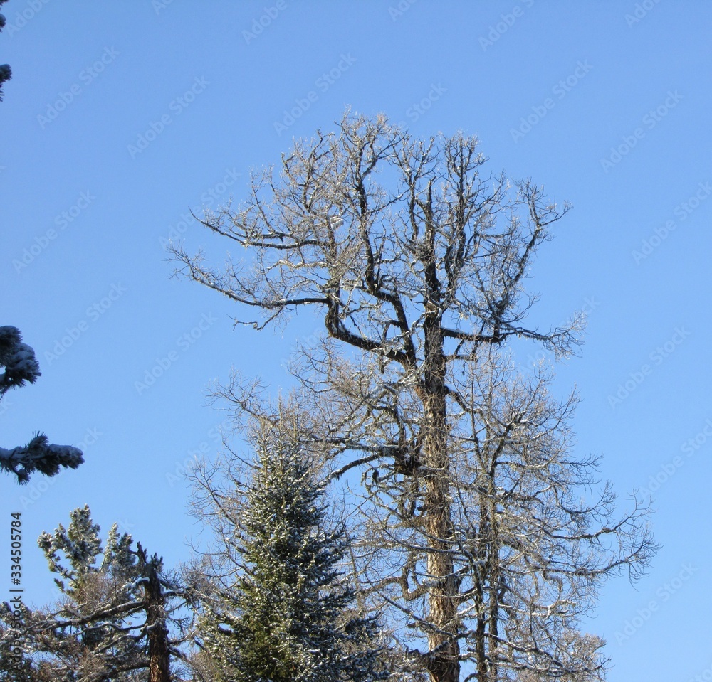 tree on blue sky tree on blue sky