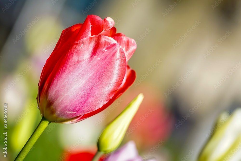 Fototapeta premium Red Tulip with waterdrops