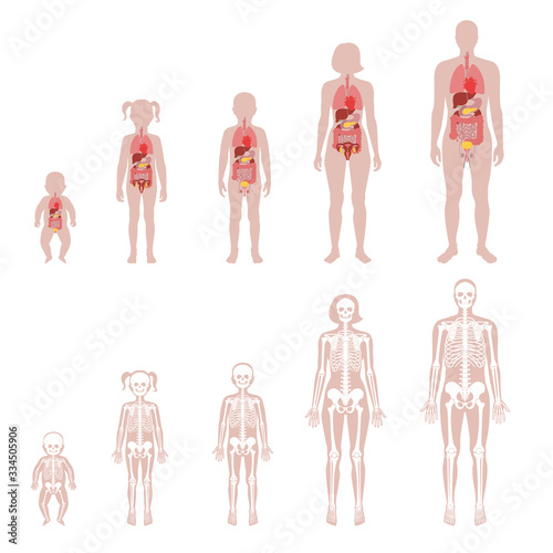 Human skeleton and internal organs