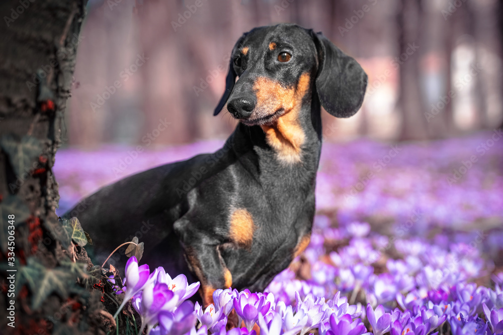 Portrait of adorable dachshund sits in beautiful purple flowers by tree trunk covered with leaves of climbing plant in enchanted forest, blurred background. Cute obedient dog in fairytale magical land Portrait of adorable dachshund sits in beautiful purple flowers by tree trunk covered with leaves of climbing plant in enchanted forest, blurred background. Cute obedient dog in fairytale magical land