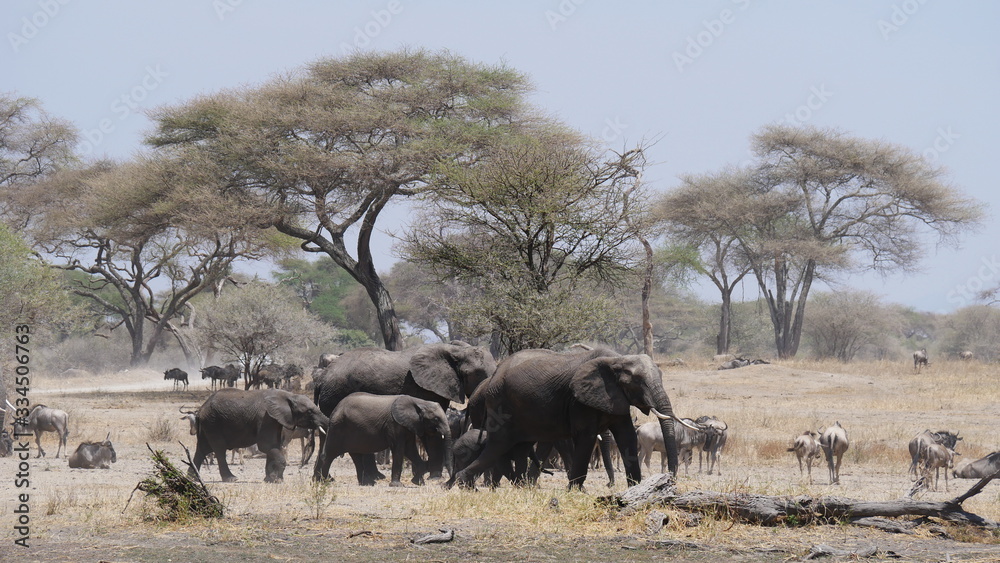 Obraz premium Elefantenherde in der Serengeti, Tansania