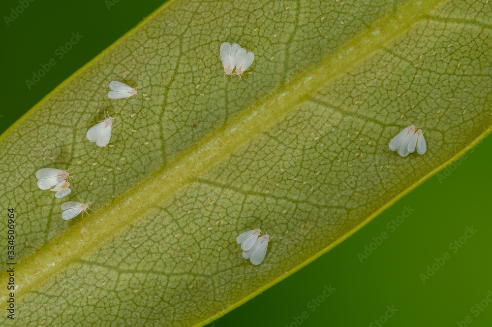 Rhododendron moth scale Dialeurodes chittendeni on rhododendron, Moth